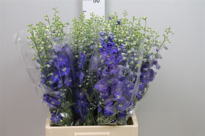 <h4>Delph Du C Blue Shades</h4>