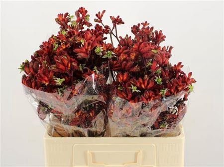 <h4>Anigoz Early Spring</h4>