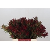 Leucadendron Blush Spray