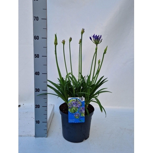 Agapanthus Charlotte
