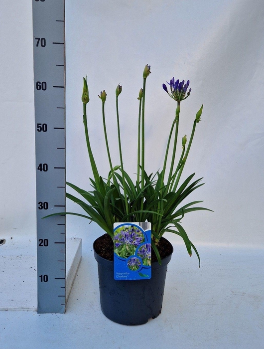 <h4>Agapanthus Charlotte</h4>