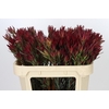 Leucadendron Blush Spray