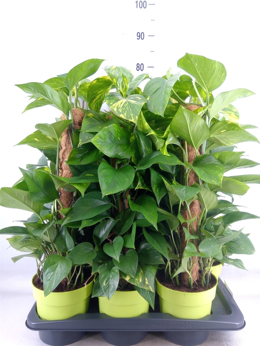 <h4>Epipremnum pinn.   ...moss stick</h4>