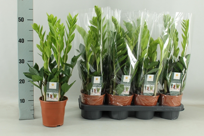 <h4>ZAMIO ZAMIIFOLIA</h4>