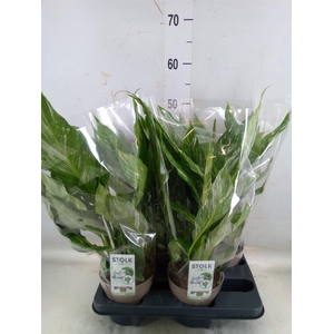 Spathiphyllum  'Diamond'