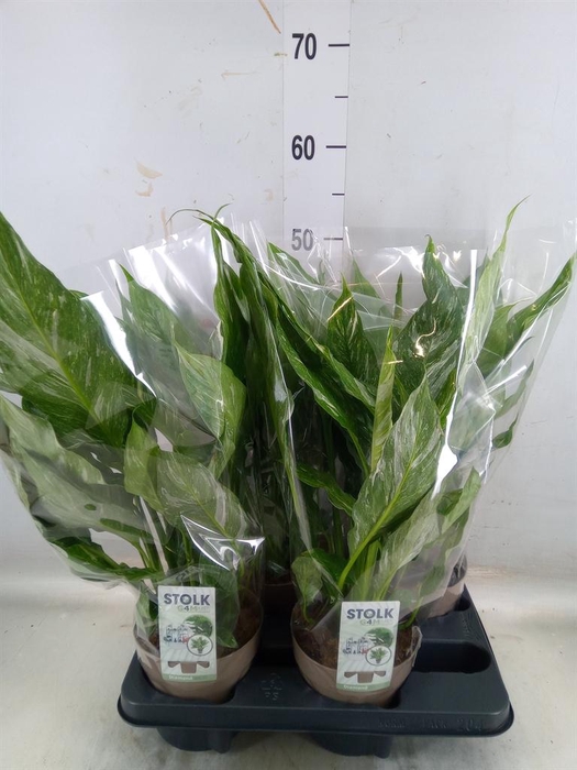 <h4>Spathiphyllum 'Diamond'</h4>