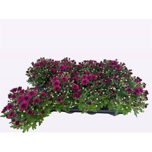 CHRYS GARDEN DOUBLE PURPLE P12