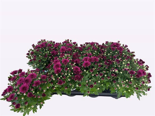 <h4>CHRYS GARDEN DOUBLE PURPLE P12</h4>