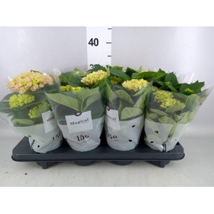Hydrangea mac. 'Magical Revolution'