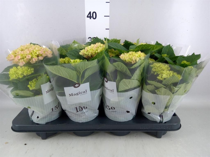 <h4>Hydrangea mac. 'Magical Revolution'</h4>