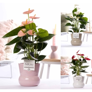 Anthurium mix in P&PURE Plant Vase Maxima ass. 3