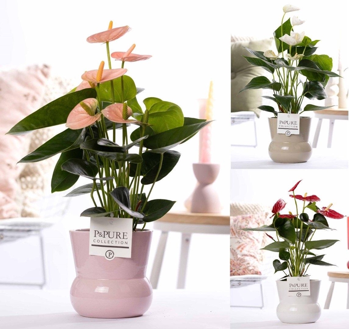<h4>Anthurium mix in P&PURE Plant Vase Maxima ass. 3</h4>