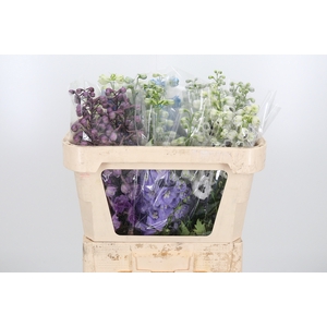 Delphinium El Gemengd