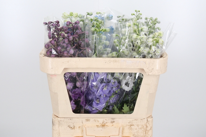 <h4>Delphinium El Gemengd</h4>