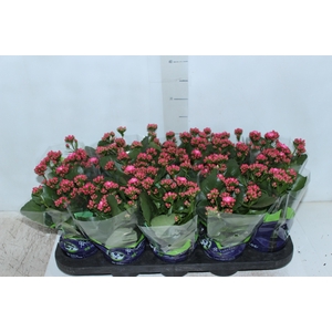 KALANCHOE DOBRADO P11 PINK