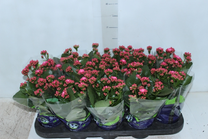 <h4>KALANCHOE DOBRADO P11 PINK</h4>