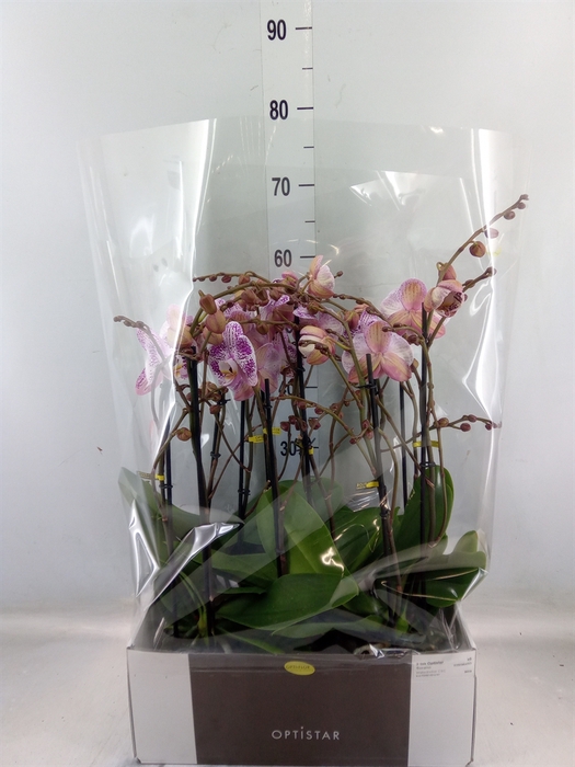 <h4>Phalaenopsis   ...</h4>