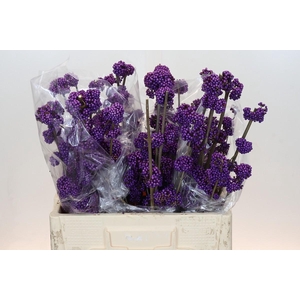 Callicarpa Bodinieri Profusion