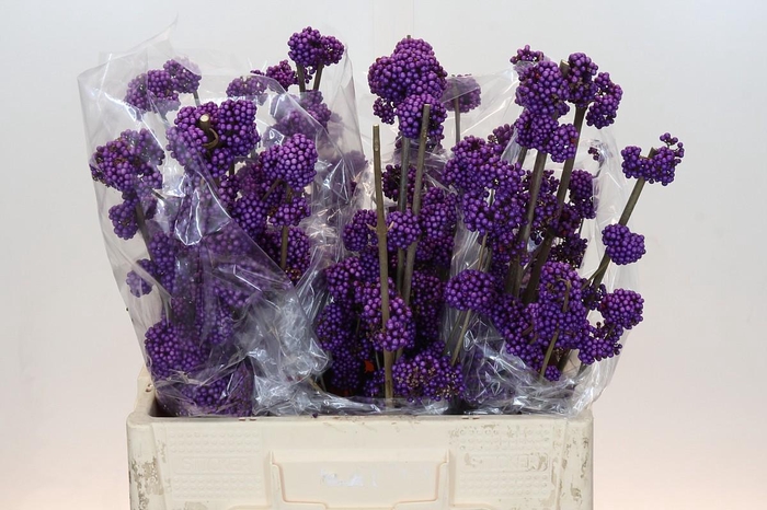 <h4>Callicarpa Bodinieri Profusion</h4>