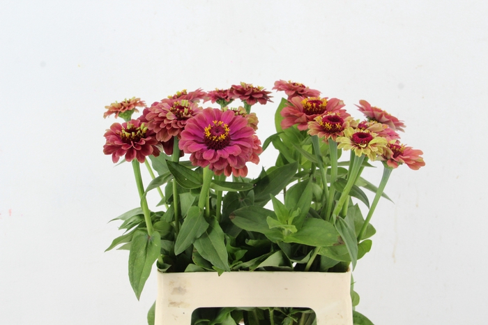 <h4>ZINNIA ELEGANS</h4>