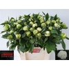 Paeonia L Duches D Nemo