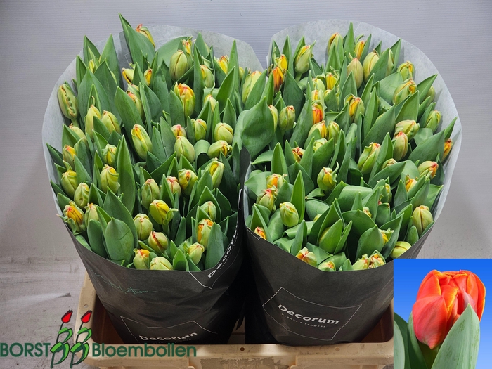 <h4>TU DU QUEENSDAY</h4>