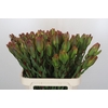 Leucadendron Laurel Yellow