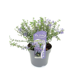 Ceanothus Blue Passion