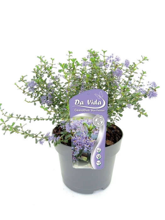 <h4>Ceanothus Blue Passion</h4>