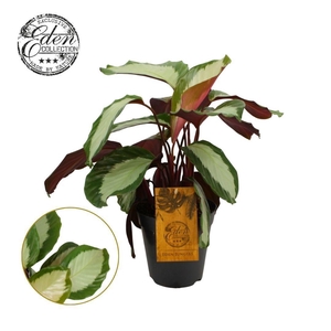 Calathea Royal Standard 15 cm
