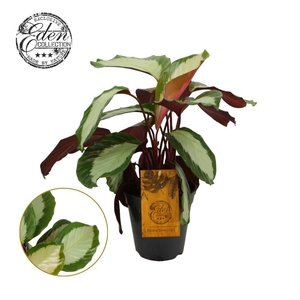 Calathea Royal Standard 15 cm