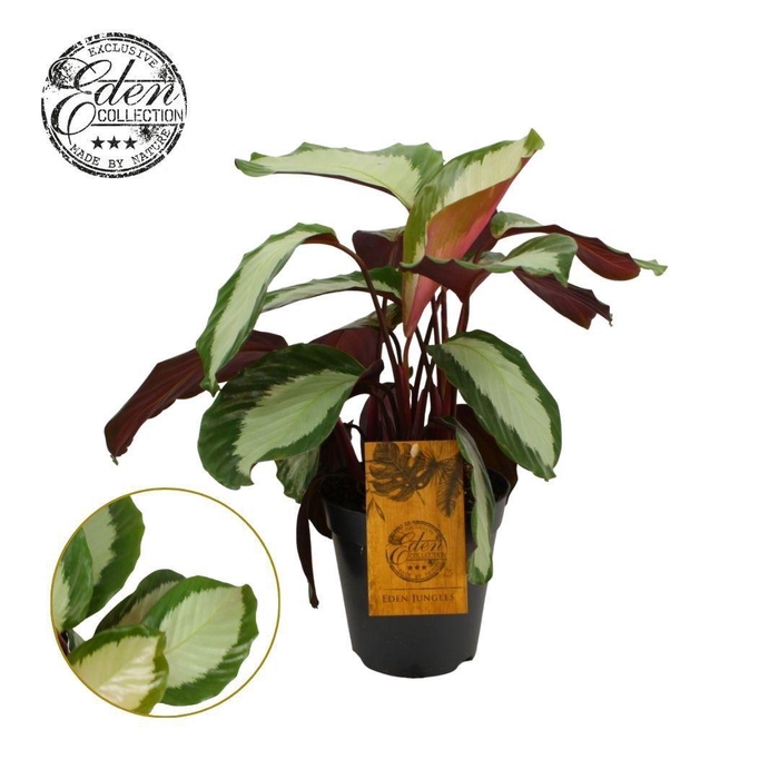 <h4>Calathea Royal Standard 15 cm</h4>