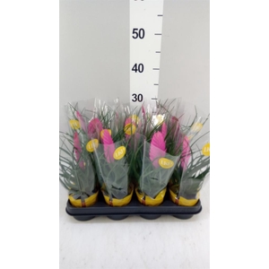 Tillandsia cyanea 'Vincent'