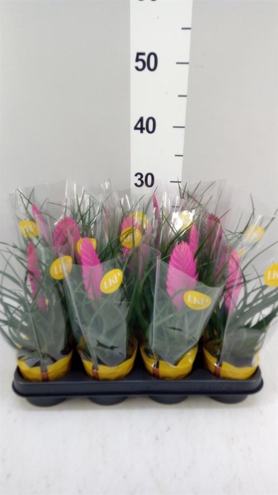 <h4>Tillandsia cyanea 'Vincent'</h4>