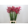 Nerine Pearl of Cherry