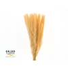 Dried Bleached Cortaderia Fluffy Salmon