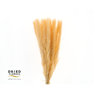 Dried Bleached Pampas salmon Mini