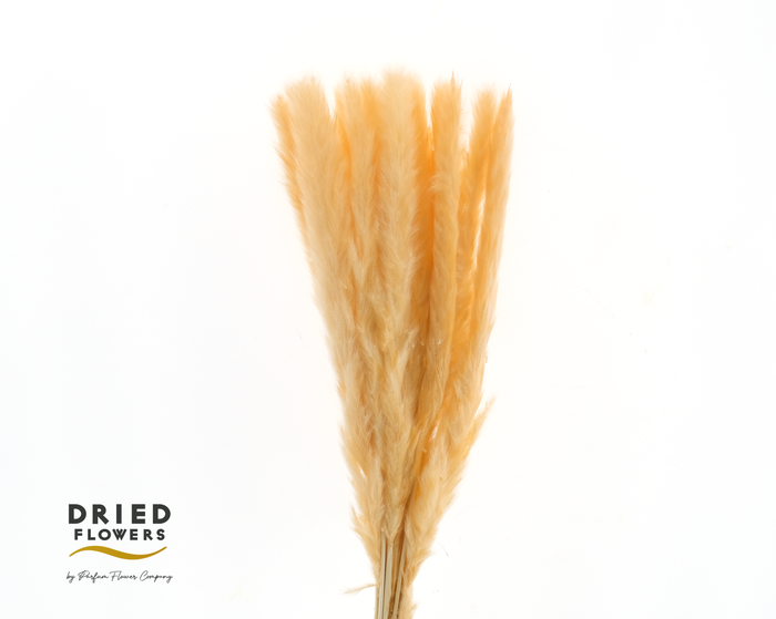 <h4>Dried Bleached Pampas salmon Mini</h4>