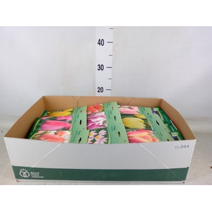 Flowerbulbs, corns or tubers   ...