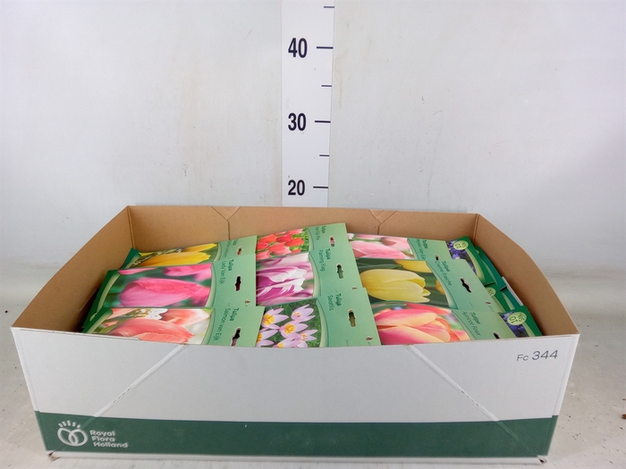 <h4>Flowerbulbs, corns or tubers   ...</h4>
