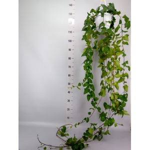 Hedera helix 'Mein Herz'