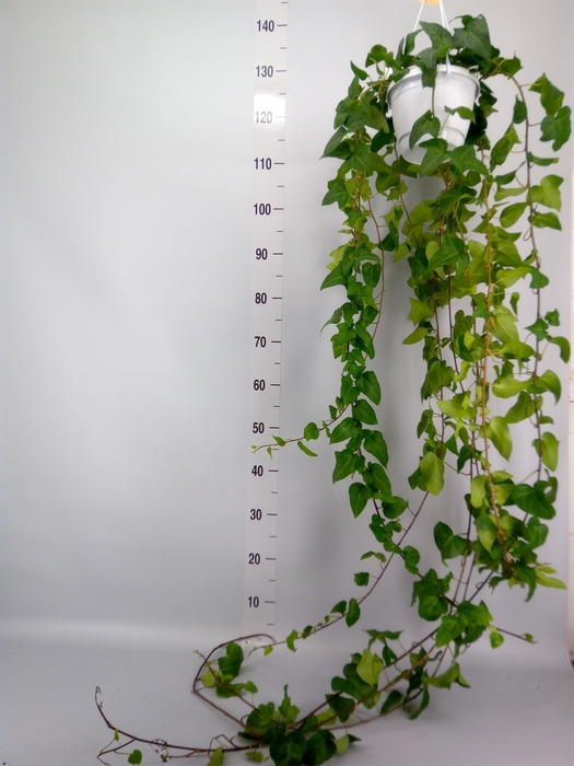 <h4>Hedera helix 'Mein Herz'</h4>