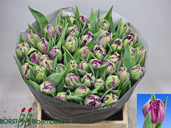 <h4>Tu Du Purple Wonder</h4>