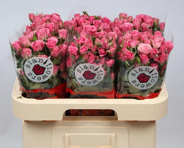 <h4>R TR EILEEN</h4>