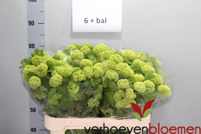 <h4>VIBURNUM ROSEUM ST</h4>