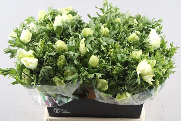 <h4>Anem Co Galil Wit</h4>