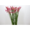 Nerine Pearl of Cherry