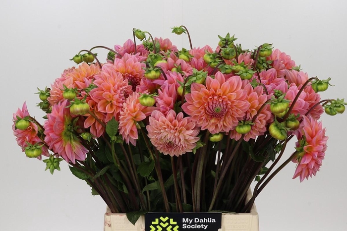 <h4>Dahlia Linda's Baby</h4>