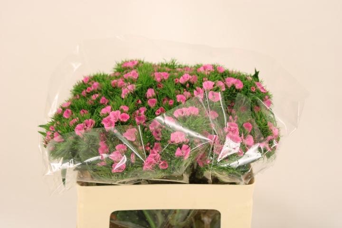 <h4>DI BARB EARL BRE</h4>