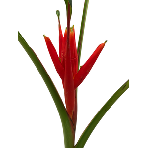 Musa Coccinea